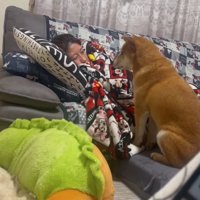 ママを見る柴犬