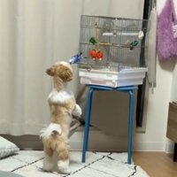 犬に顔を近づけるインコ