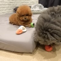 譲ってくれました！