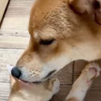 子猫を毛繕いする犬