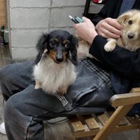 家族として引き取ることに