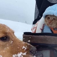 よもぎちゃん＆だいず君の雪への反応8