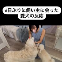 むう君＆める君と飼い主さんの再会9