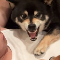 牙を出して威嚇する黒柴