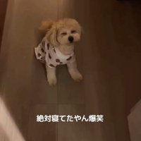 廊下で目を細めて座る犬