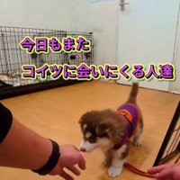 子犬ばかり卒業していく…