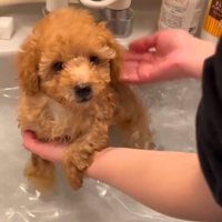 キョトン顔のふくくん