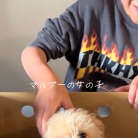 マルプーのきなこちゃん♡