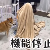 毛布の前で止まっている犬