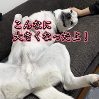 仰向けでお腹を出して甘える犬