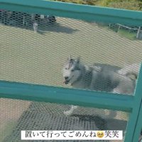 フェンス越しに駆け寄ってくる犬