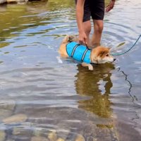 浮いたまま動けない柴犬