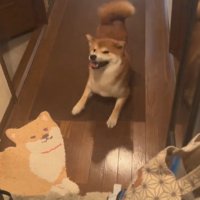嬉しそうに家族を出迎える柴犬