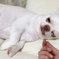 コハクくんの舌を掴んだら？7