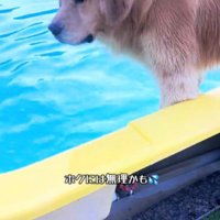プールの縁からプールの中を見つめる犬