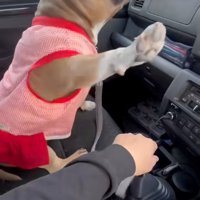 手を上げるリリーちゃん