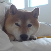 飼い主の布団で眠る柴犬