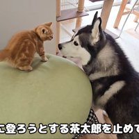 茶太郎くんを見守り続けたら…