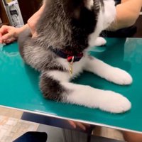 先生を見るレイルちゃん