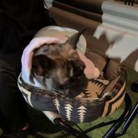 すねる犬