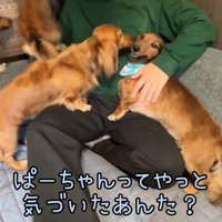 「あれ？父ちゃんだ！」