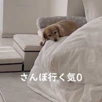 「ごろごろしてたーい」