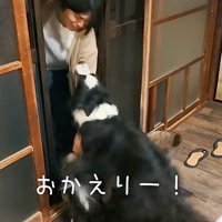 家に入ってきた男性を見上げる犬