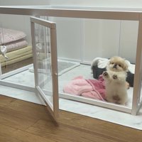犬生