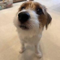 あざとい