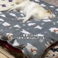 布団に沈むように眠る犬