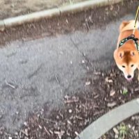 ドッキリに対する福ちゃんの反応8