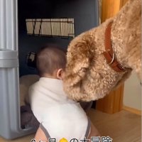 赤ちゃんがクレートに入った時のわたげちゃん3