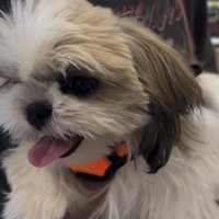 楽しそうな表情の犬