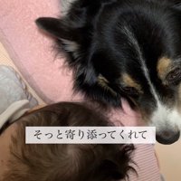 赤ちゃんに寄り添って寝る犬
