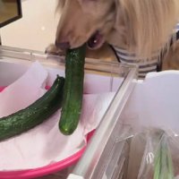 冷蔵庫からきゅうりを奪取