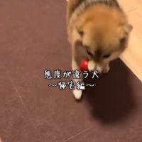 あずきちゃんの態度の違い7