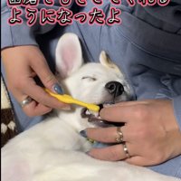 歯磨きをされる子犬