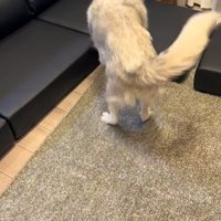 小型犬と遊ぶ大型犬