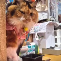 ディス子さんも見守っています