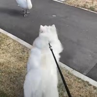 デカい鳥に近づいていく犬