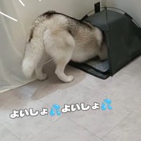 奮闘するはくちゃん