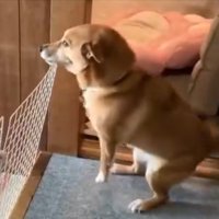 熱烈大歓迎