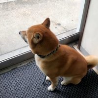 帰りたいれお君