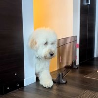 通れない栗丸くん