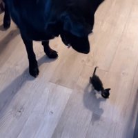 子猫を見守る犬