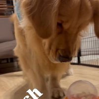 レバーに近づく福ちゃん