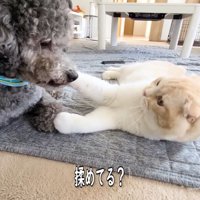 きゅうちゃん＆じゅんちゃん