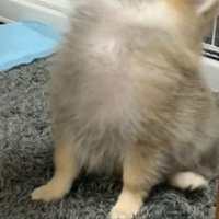 お迎え当時