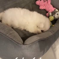 寝床をクンクン