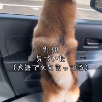 病院を見つめる犬